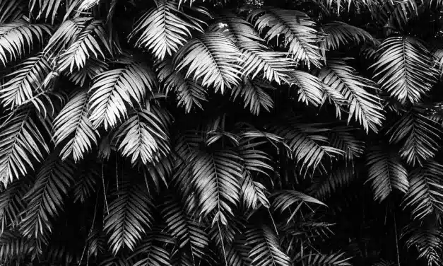 Beyond Animal Products: The Surprising Benefits of Vegan Collagen