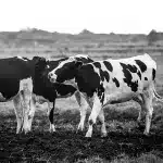 Raw milk vs. Pasteurised Milk Debate & the Rise of Specialised Dairy Alternatives