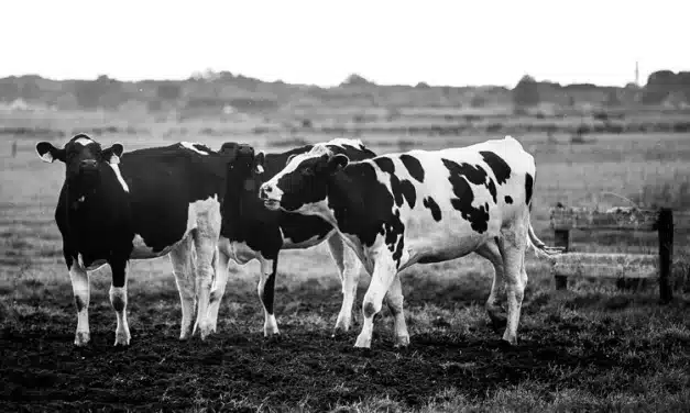Raw milk vs. Pasteurised Milk Debate & the Rise of Specialised Dairy Alternatives