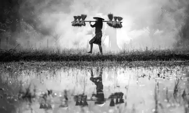 Brown Rice Protein Powder: The Comprehensive Guide