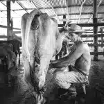 Best colostrum powder australia in 2023